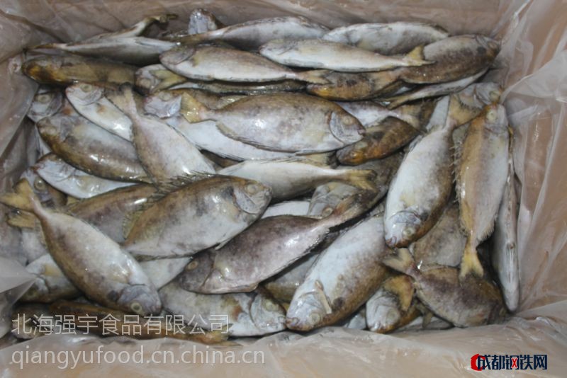 供应北海强宇厂家直销单冻原条泥鯭鱼(泥鯭鱼,臭肚鱼,篮子鱼,柠檬鱼)