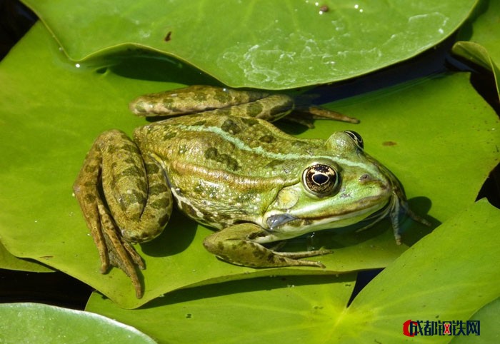 武汉瑞和园生态农业有限公司,青蛙种蛙, 青蛙种蛙品种