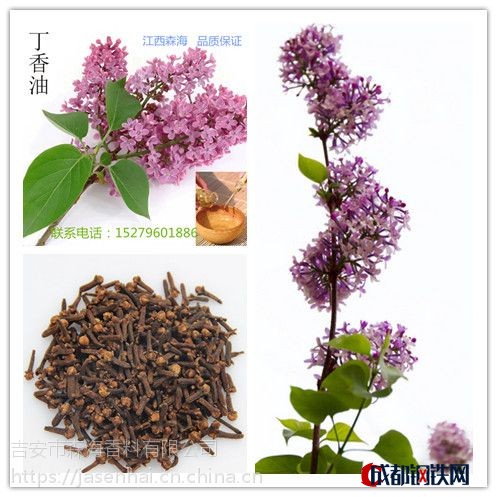 供应丁香油 药用丁香油 丁香酚含量高达85%以上