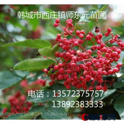 陕西韩城优质大红袍花椒苗