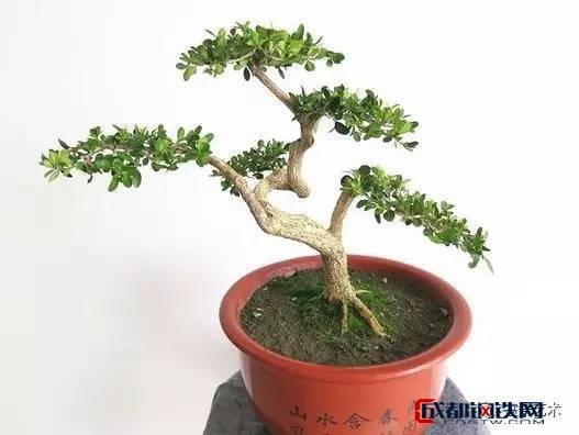 什么是【盆景艺术】小叶瓜子黄杨盆景制作与养护?