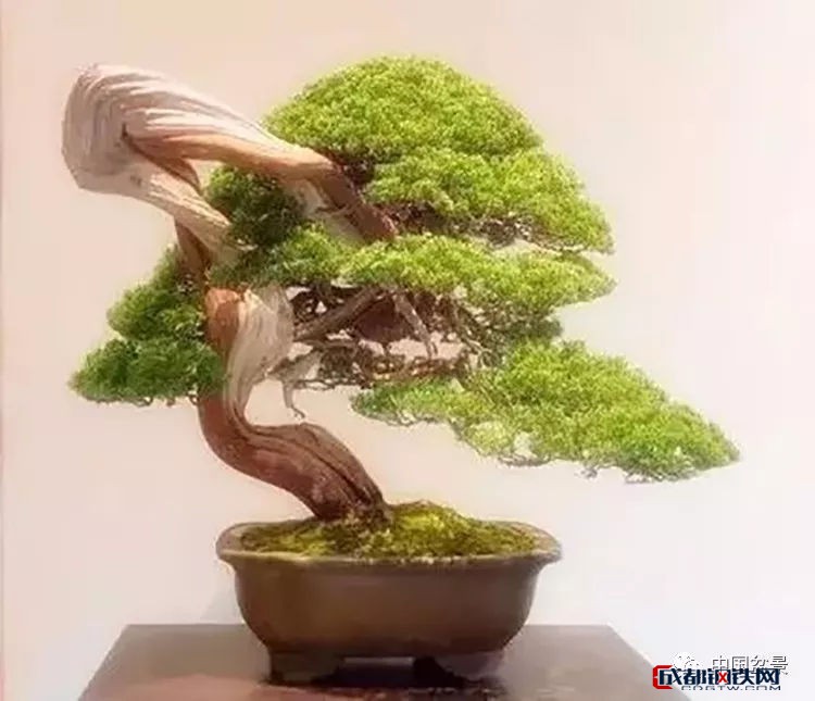 什么是盆景之王:柏类盆景的欣赏与养护