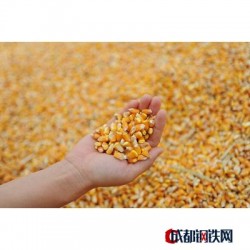 河南玉米主产区销售玉米新粮、东北玉米、国库玉米、河北玉米、山东玉米