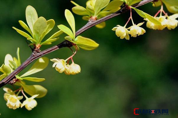 什么是大叶小檗生长习性?