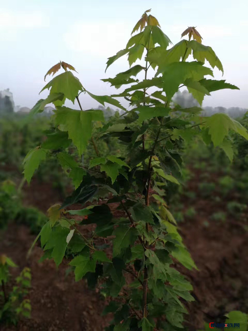 什麼是焦作美國紅楓苗紅楓樹紅楓基地_紅冠紅楓品種介紹?